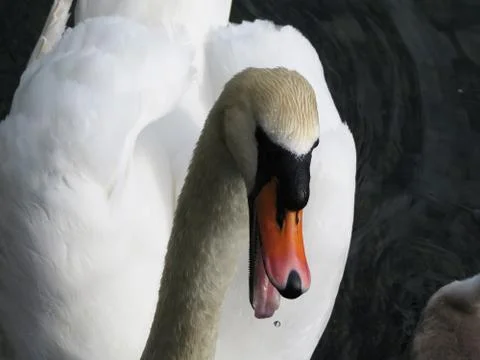 Swans in a pond Stock Photos