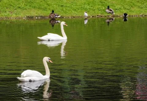 Swans in the pond. Stock Photos