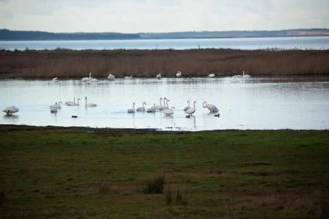 Swans on the pond Stock Photos
