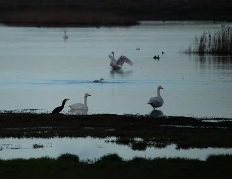 Swans in the pond Stock Photos