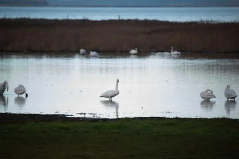 Swans in the pond Stock Photos