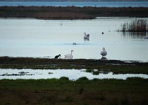 Swans in the pond Stock Photos