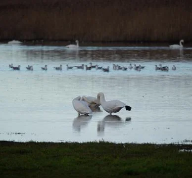 Swans in the pond Stock Photos