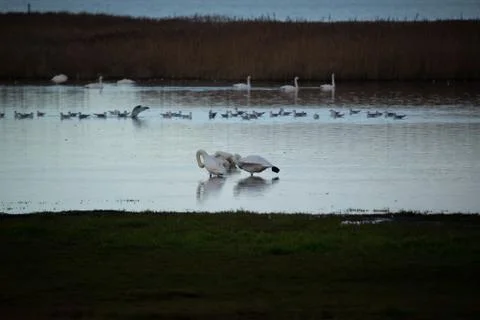 Swans in the pond Stock Photos