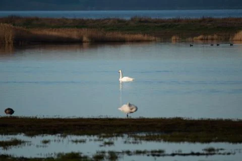 Swans in the pond Stock Photos