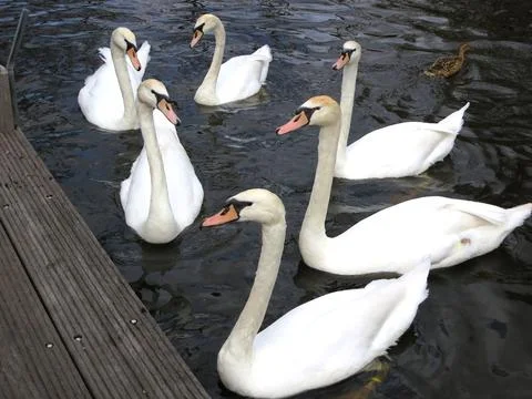 Swans in the pond Foto stock