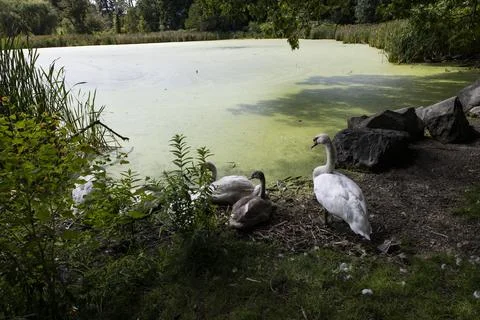 Swans by pond Foto stock