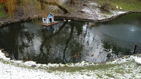 Swans in a pond. Shooting in the winter. Stock Footage 121325424