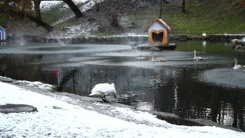 Swans in a pond. Shooting in the winter. Stock Footage 121326641