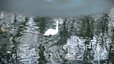 Swans in a pond. Shooting in the winter. Stock Footage 121327088