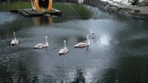 Swans in a pond. Shooting in the winter. Stock Footage 121327091