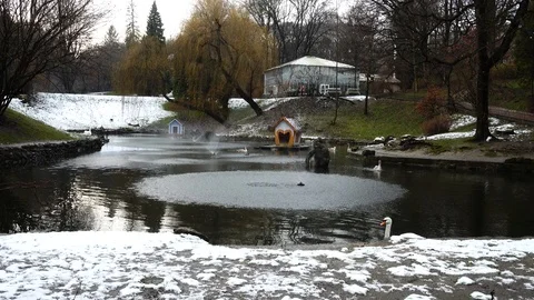 Swans in a pond. Shooting in the winter. Stock Footage 121327706
