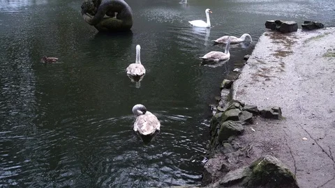 Swans in a pond. Shooting in the winter. Stock Footage 121327728