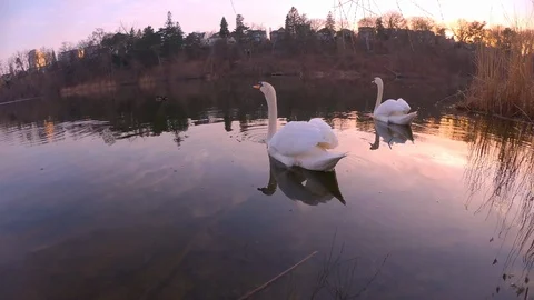 Swans In Pond At Sunset Stock Footage 106422831