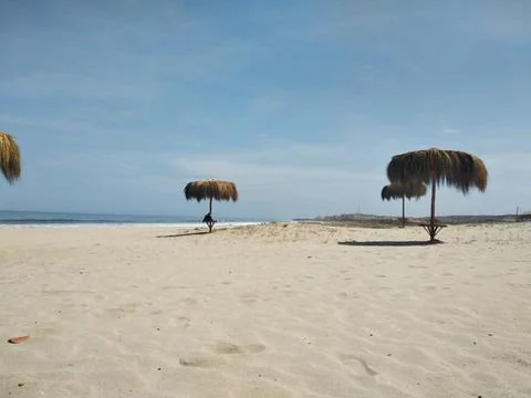 Swans on a pond at sunset Fotos de archivo