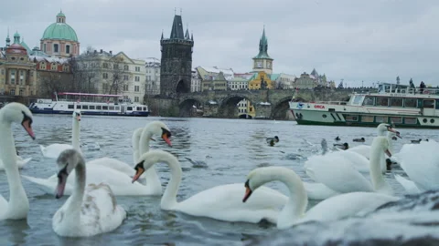Swans in Prague Stock Footage 217416407