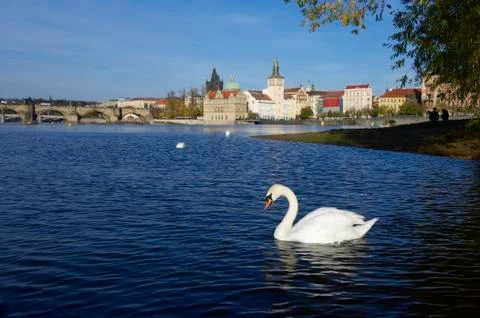 Swans in prague 库存照片