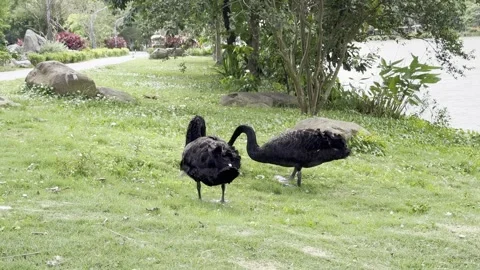 Swans Preening And Resting By The Lake Stock Footage 336775157
