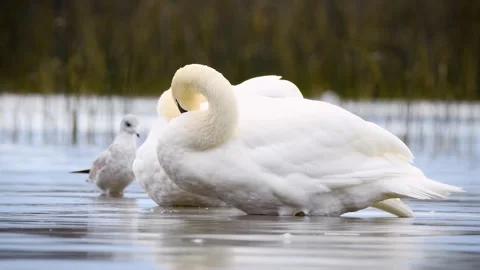 Swans preening Stock Footage 266374880