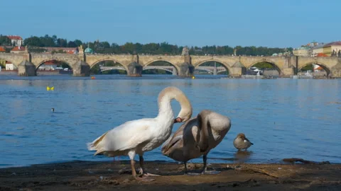 Swans preening in prague Stock-Footage 331717610
