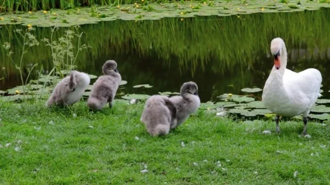 Swans Preening on the River Bank Vídeo Stock 82852785