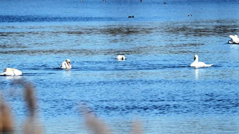 Swans preening their feathers on a sunny day Stock Footage 330113370
