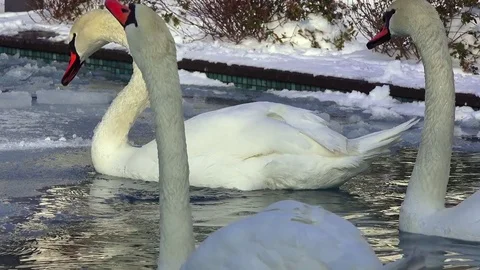 Swans in a public park in the spring Stock Footage 72112729