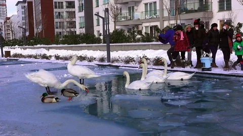 Swans in a public park in the winter Stock Footage 72111234