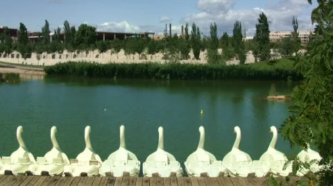 Swans for recreation 库存影片 450258