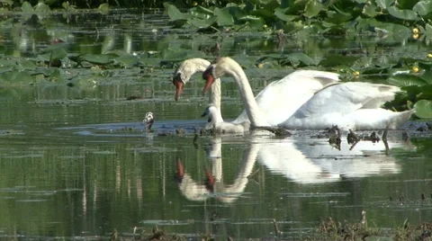 SWANS RESCUE THEIR CHICK Video stock 19395041