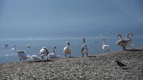 Swans rest and clean feathers Stock Footage 75874945