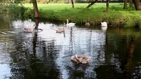 Swans resting Stock Footage 252433567
