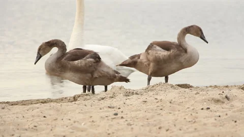 Swans resting on the seashore.Swans land at the same time Stock Footage 243931745