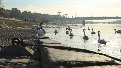 Swans at the Rhone Stock Footage 132211754