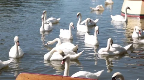 Swans on the River Avon Stock Footage 65334723