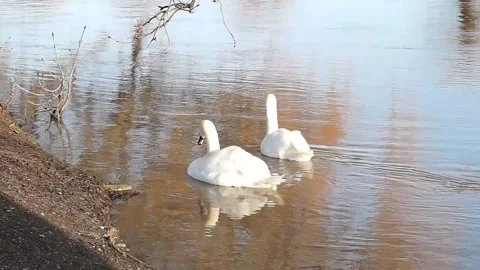 Swans river avon Stockbeeldmateriaal 174229117