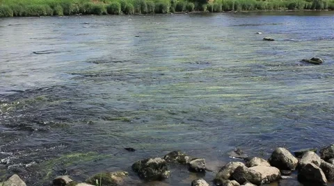 Swans from river bank  river forth Stirling Stock Footage 51836044