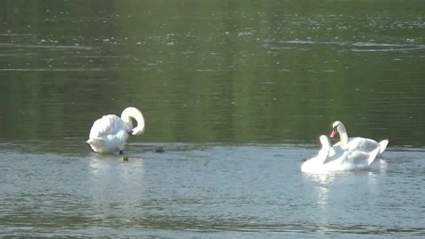 Swans on the river Drava, Varazdin 스톡 동영상 112914271