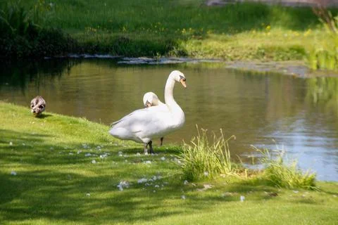 Swans by River edge. Stock Photos