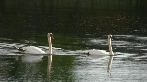 Swans on river Stock-Footage 605155