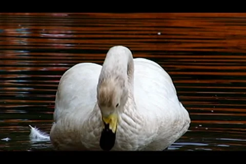 Swans on river Video stock 7731417