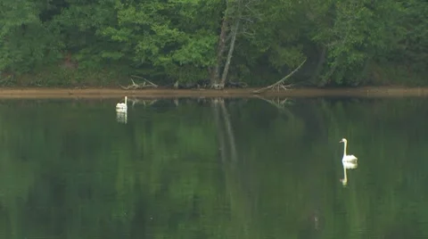 Swans on a river Stock Footage 7765733