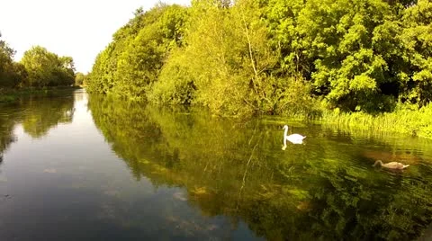 Swans on River Stock Footage 12143574