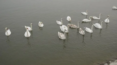 Swans on the river Stock Footage 33044197