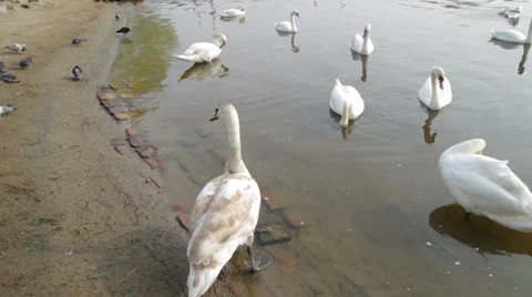 Swans on the river Stock Footage 36829266