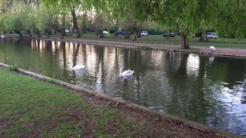 Swans in river Stock Footage 76954376