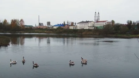Swans on the river Stock Footage 88432648