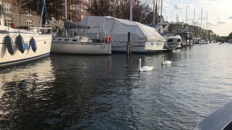 Swans in the river 库存影片 95741001