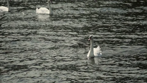 Swans in the river Video stock 99181841