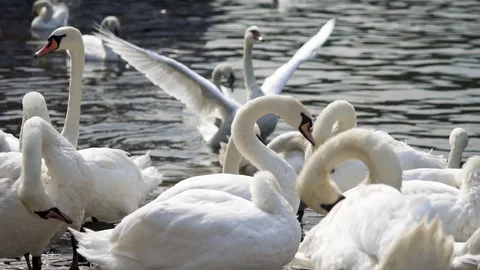 Swans in the river Stock Footage 99305477